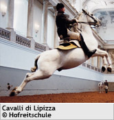 cavalli di lipizza